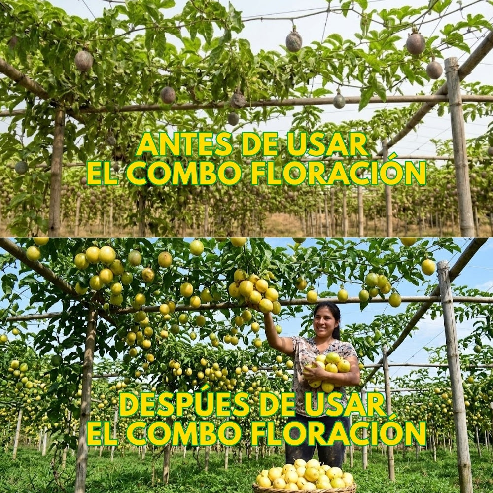 Combo floración para el cultivo de maracuyá