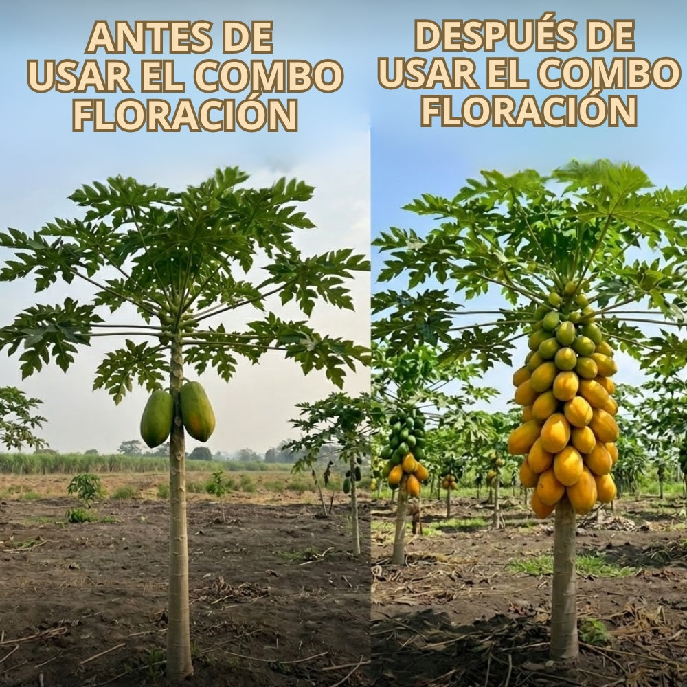 COMBO FLORACIÓN PARA CULTIVO DE PAPAYA
