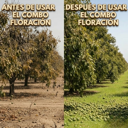 COMBO FLORACIÓN PARA CULTIVO DE AGUACATE