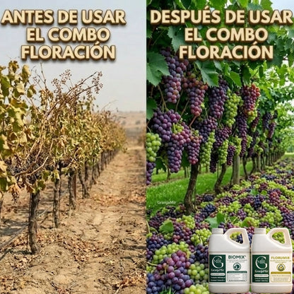 Combo floración para el cultivo de uva