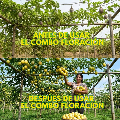 Combo floración para el cultivo de maracuyá