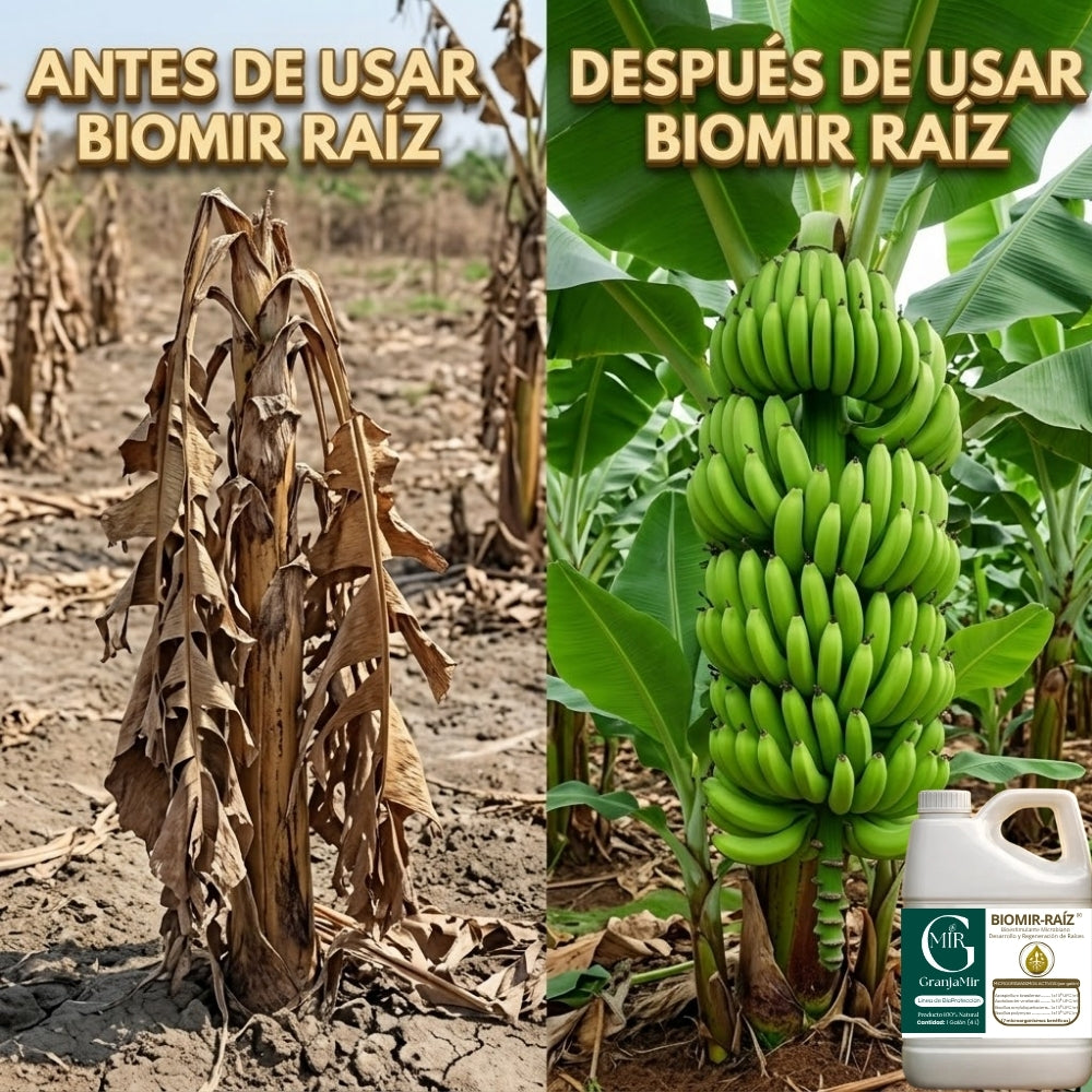 BIOMIR RAIZ PARA CULTIVO DE BANANO