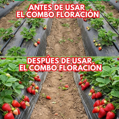 Combo floración para el cultivo de fresa