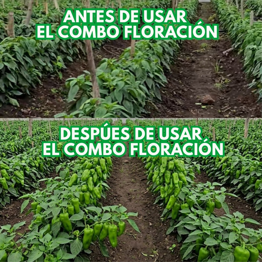 Combo floración para el cultivo de pimiento