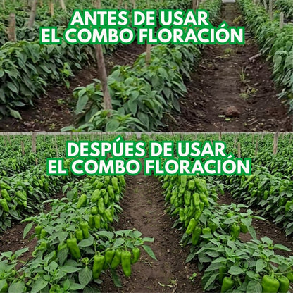 Combo floración para el cultivo de pimiento